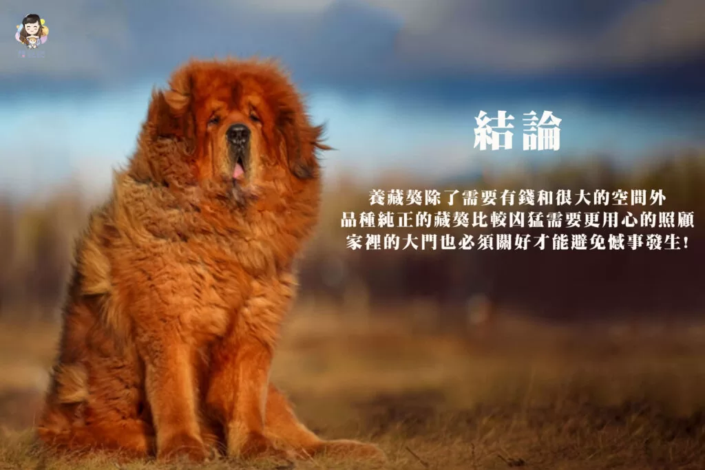 養藏獒需要的除了有錢也需要有很大的空間外,品種純正的藏獒比較凶猛需要更用心的照顧，家裡的大門也必須關好才能避免憾事發生!