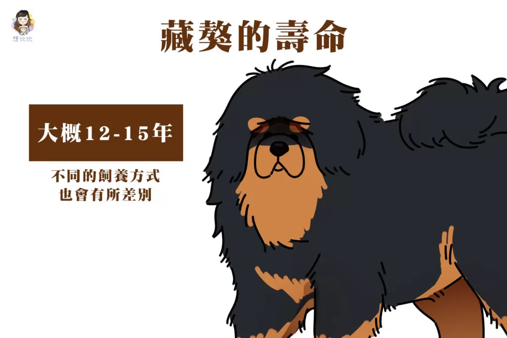 藏獒的壽命大概12-15年,不同的飼養方式也會有所差別