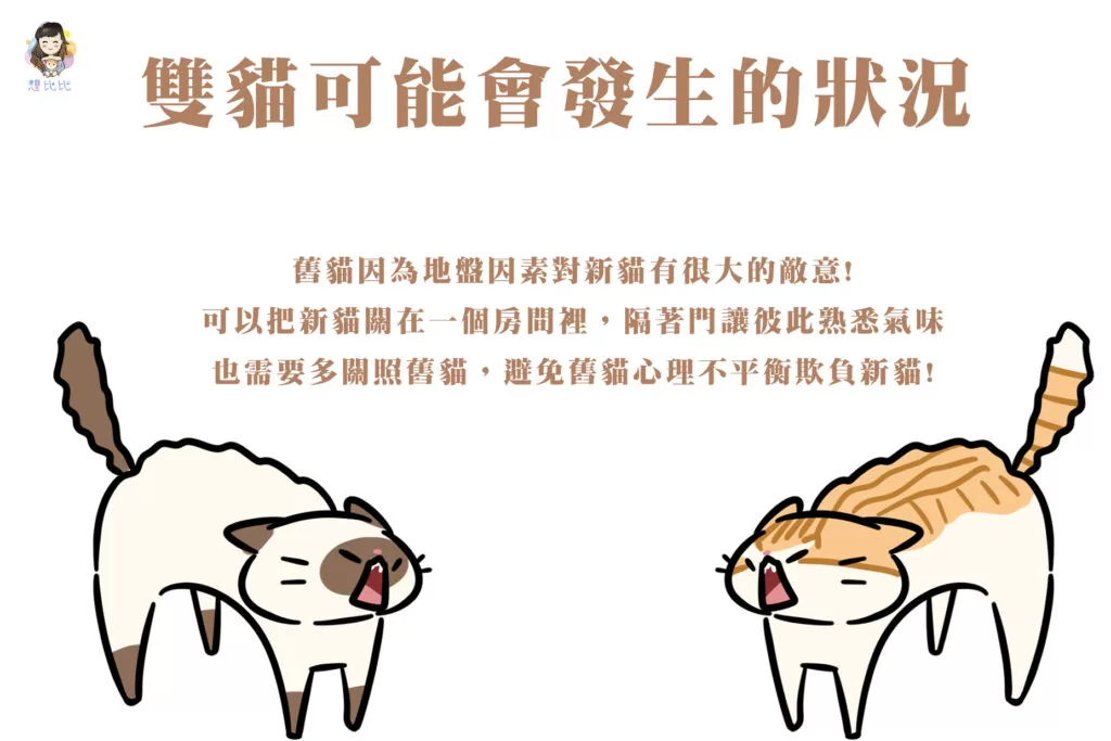 雙貓可能會發生的狀況