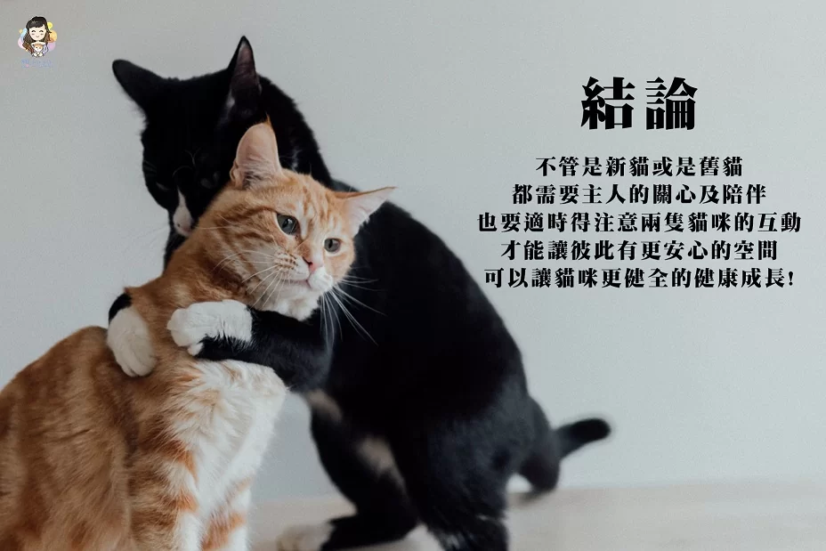 不管是新貓或是舊貓都需要主人的關心及陪伴,也要適時得注意兩隻貓咪的互動,才能讓彼此有更安心的空間,可以讓貓咪更健全的健康成長