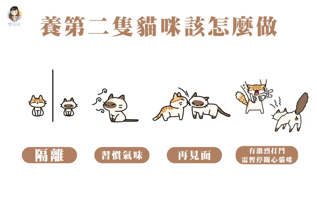 養第二隻貓咪該怎麼做